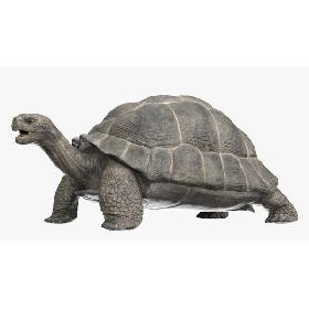 3D Giant Tortoise Rigged
